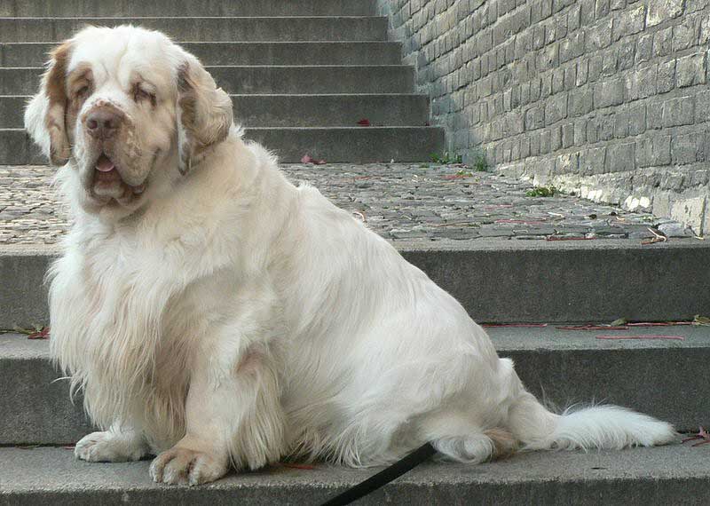 Winston_in_Prague_being_handsome