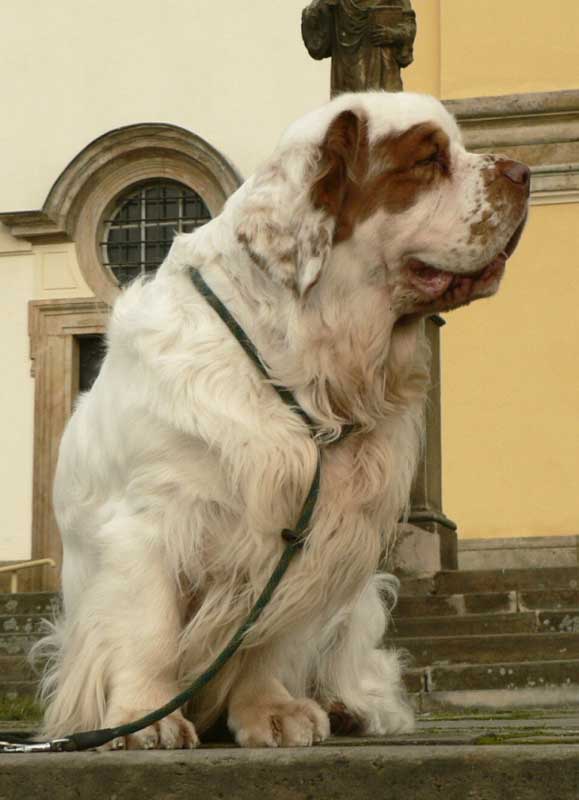 Winston_in_Prague_c