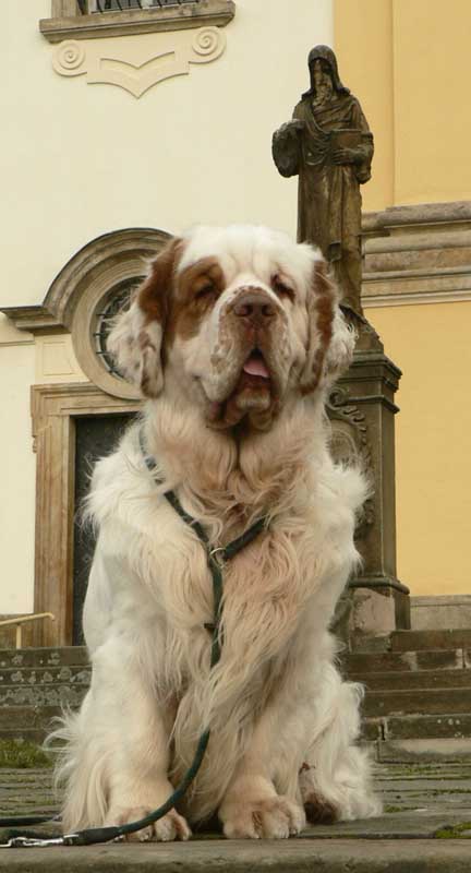 Winston_in_Prague_e