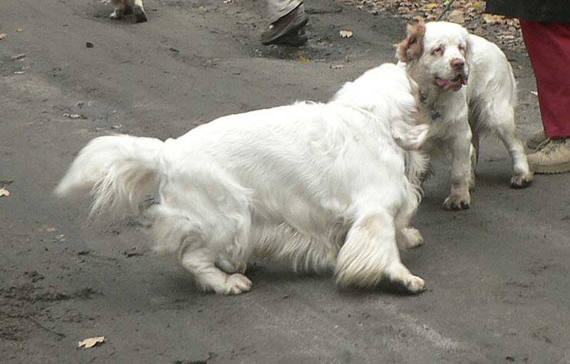 clumberwalk__m_Coton_Winston_a