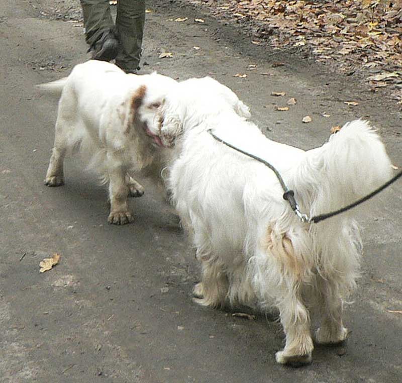 clumberwalk__m_Coton_Winston_b