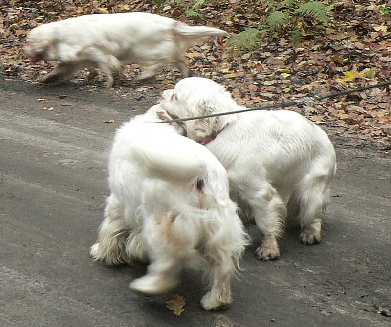 clumberwalk__m_Coton_Winston_c