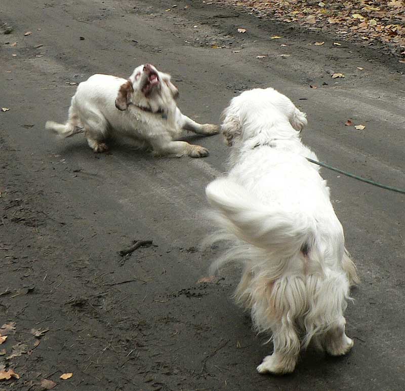 clumberwalk__m_Coton_Winston_d