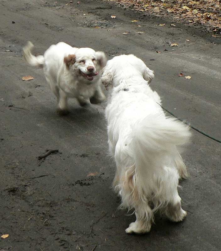 clumberwalk__m_Coton_Winston_e