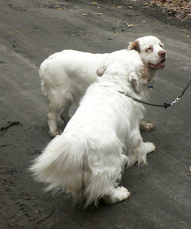 clumberwalk__m_Coton_Winston_f