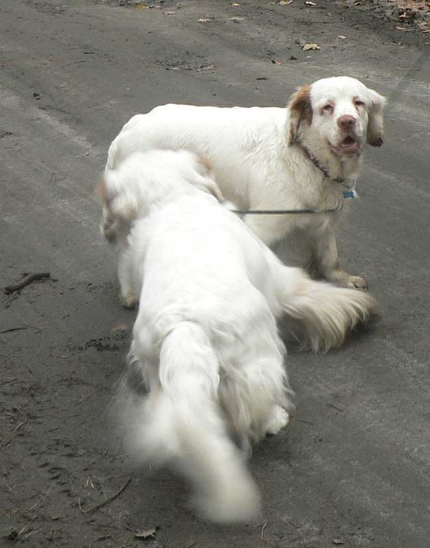 clumberwalk__m_Coton_Winston_g