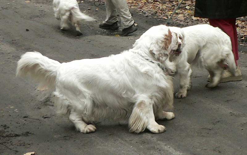 clumberwalk__m_Coton_Winston_h