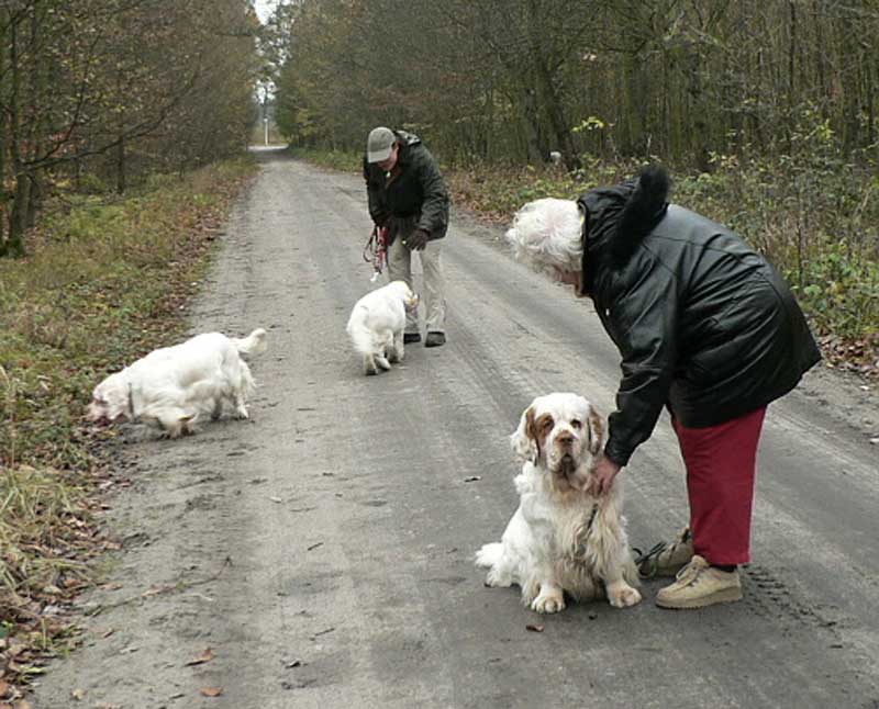 clumberwalk_d