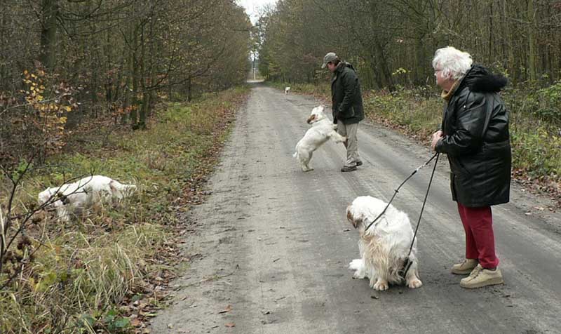 clumberwalk_e