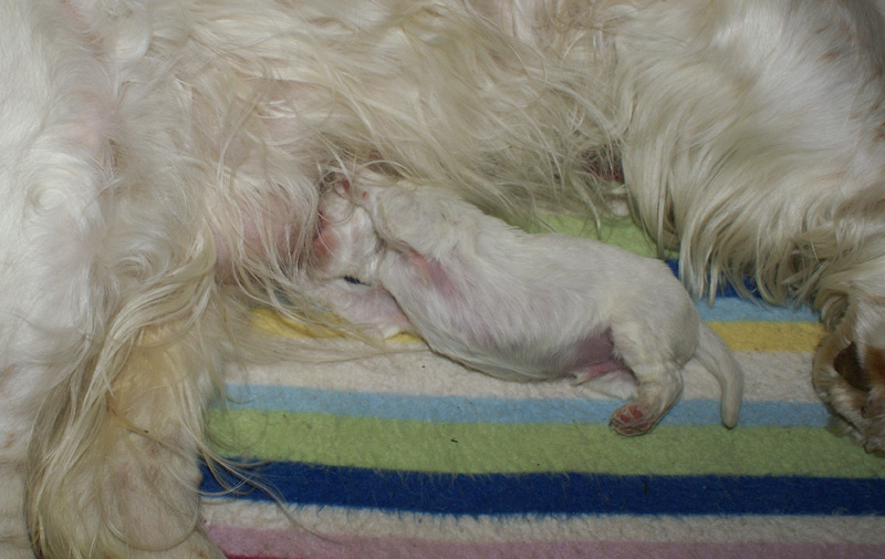 Nasu_babyboy_1week_c