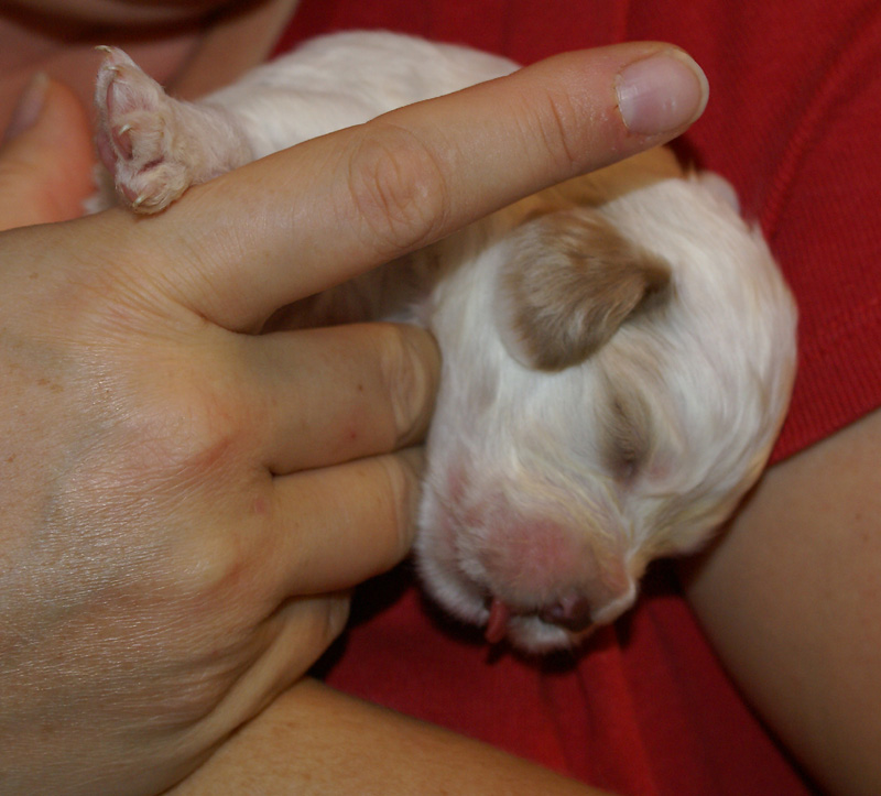 Nasu_babyboy_1week_e