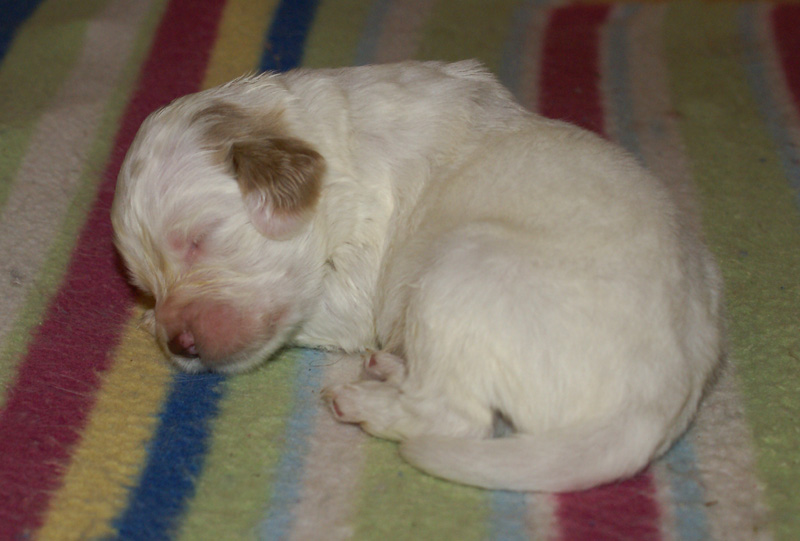 Nasu_babyboy_1week_f