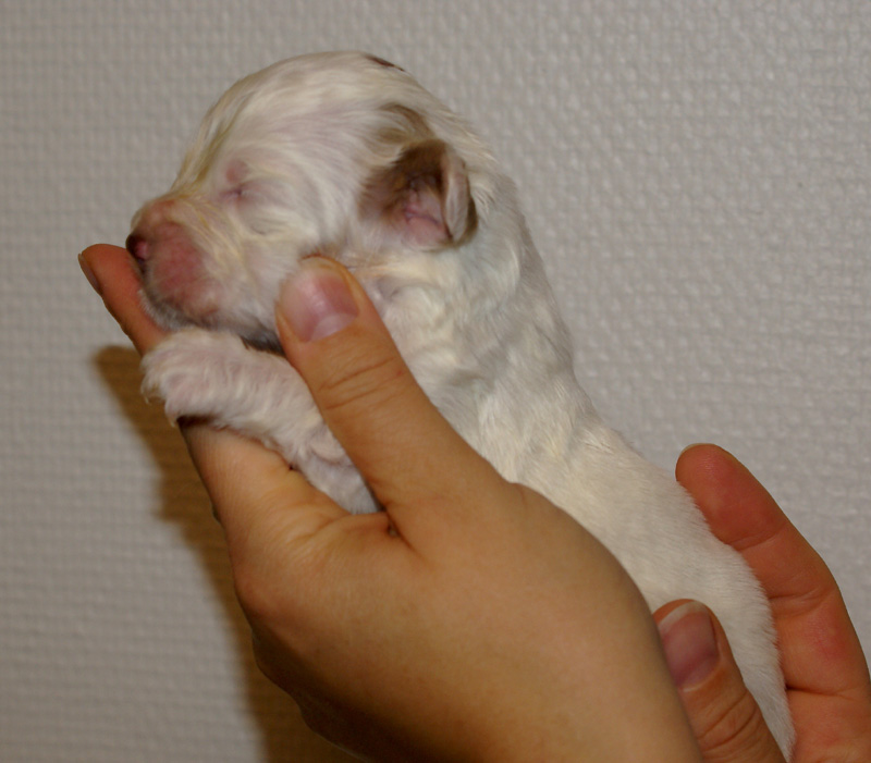 Nasu_babyboy_1week_g