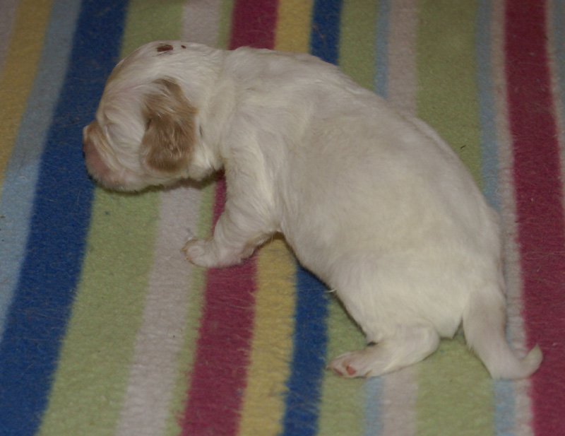 Nasu_babyboy_1week_i