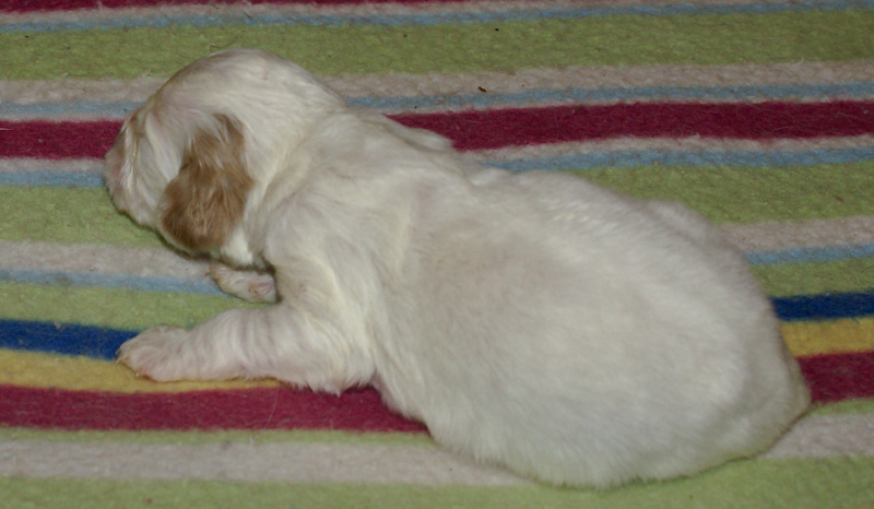 Nasu_babyboy_1week_j