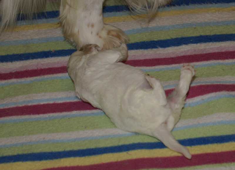 Nasu_babyboy_1week_k