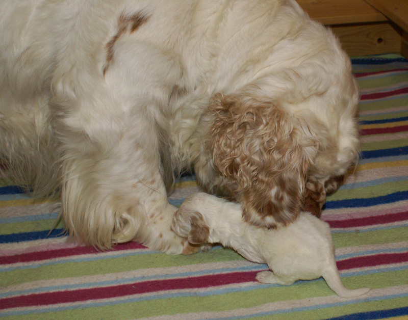 Nasu_babyboy_1week_l