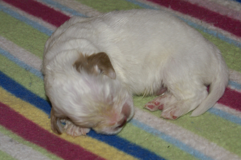 Nasu_babyboy_1week_m