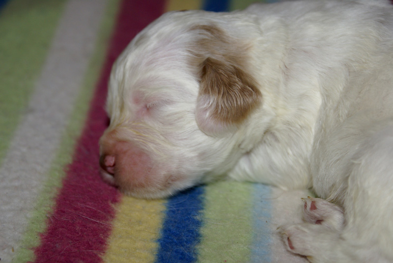 Nasu_babyboy_1week_n