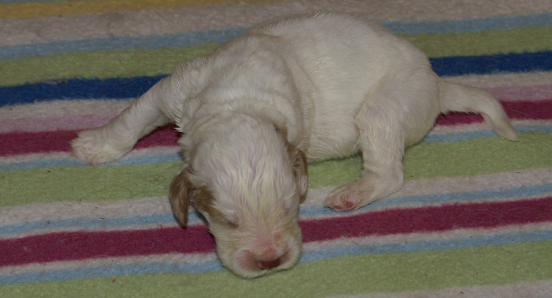 Nasu_babyboy_1week_p