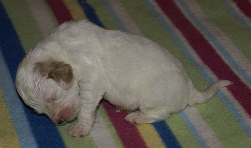 Nasu_babyboy_1week_s