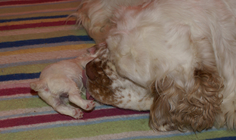 Nasu_babyboy_1week_t