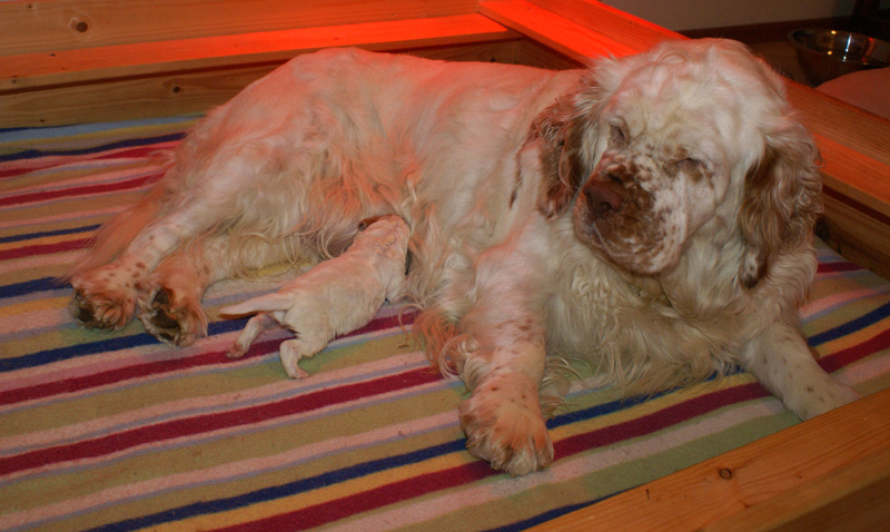 Nasu_babyboy_1week_u