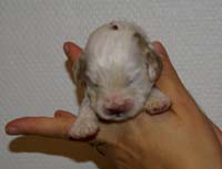 Nasu_babyboy_1week_b