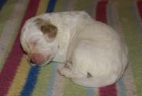 Nasu_babyboy_1week_f