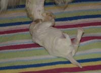 Nasu_babyboy_1week_k