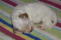 Nasu_babyboy_1week_m