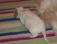 Nasu_babyboy_1week_q