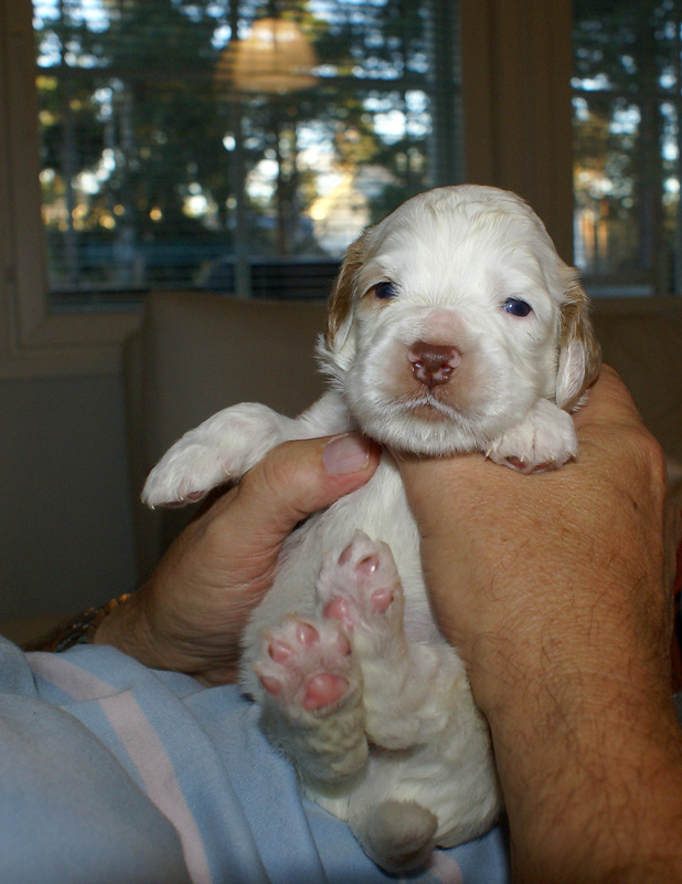 Nasun_pentu_3vkoa_a_1000