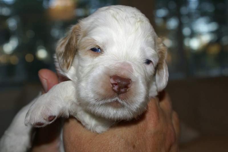 Nasun_pentu_3vkoa_b_1000