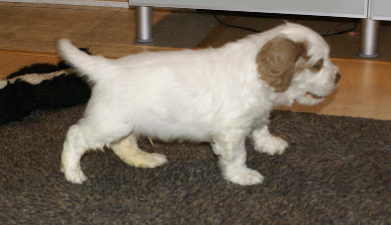 SpiceTwiceAngelo_6weeks_a