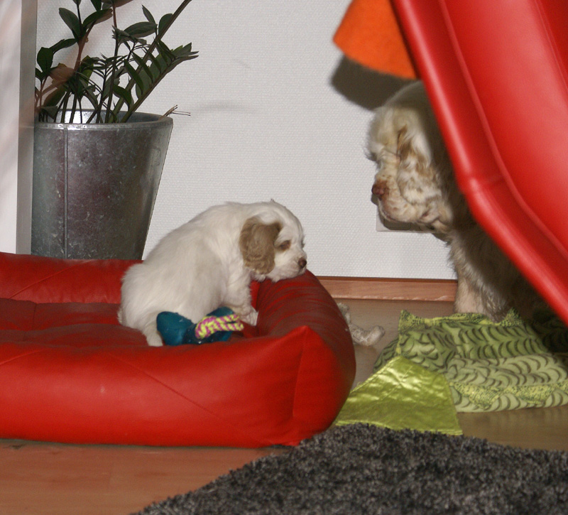 SpiceTwiceAngelo_6weeks_b