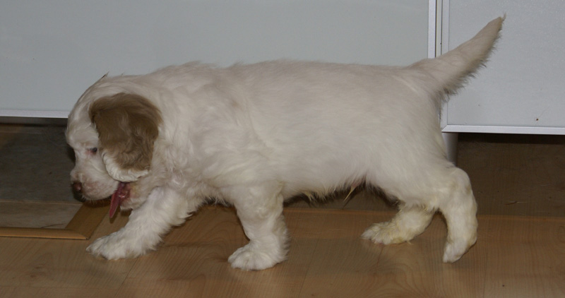 SpiceTwiceAngelo_6weeks_d