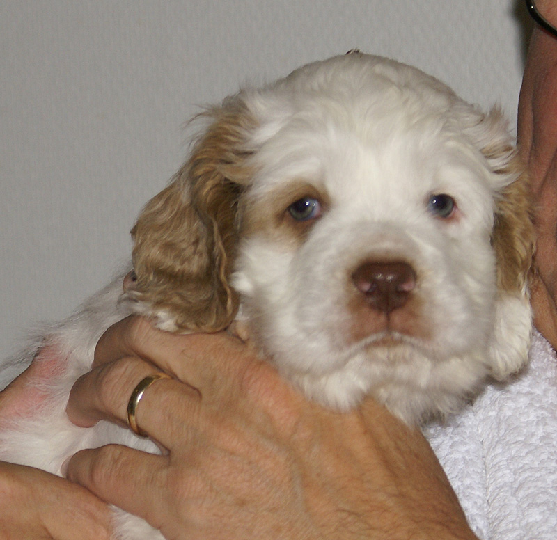 SpiceTwiceAngelo_6weeks_e