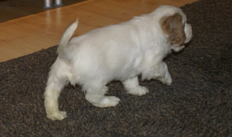 SpiceTwiceAngelo_6weeks_f