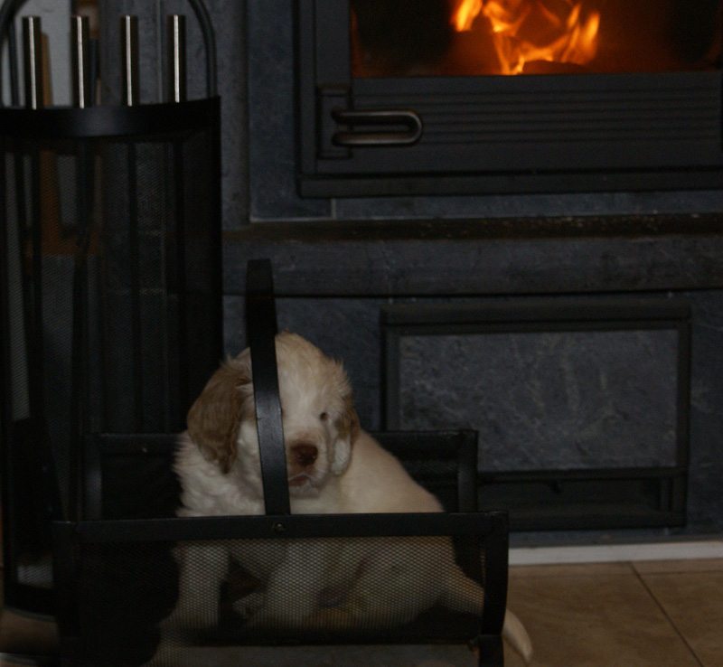 SpiceTwiceAngelo_6weeks_h