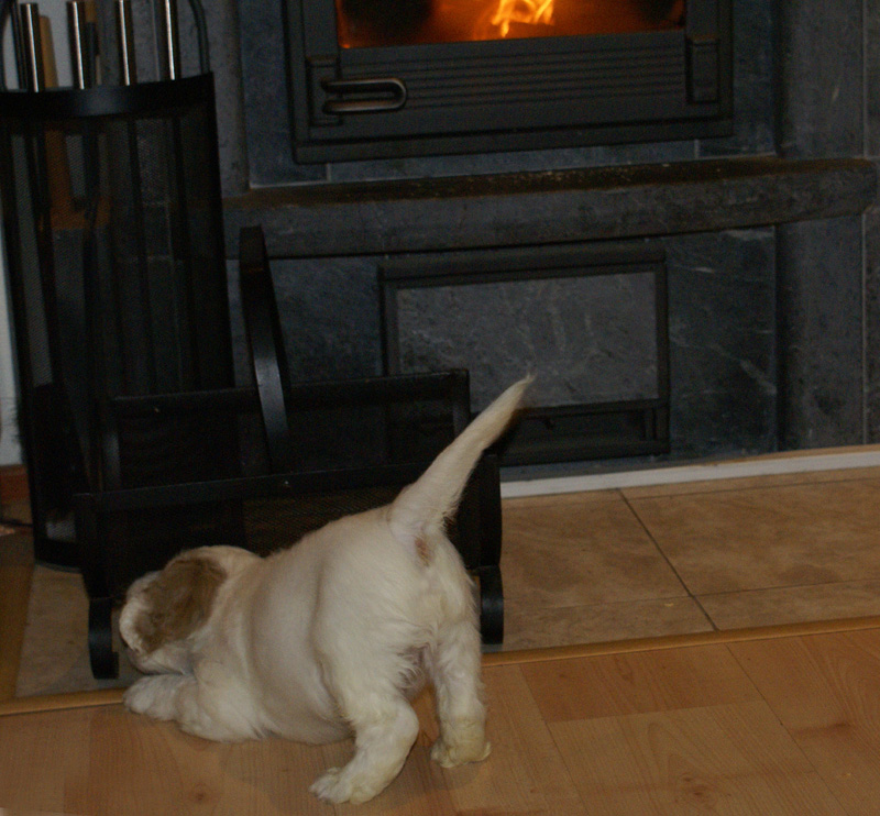 SpiceTwiceAngelo_6weeks_i