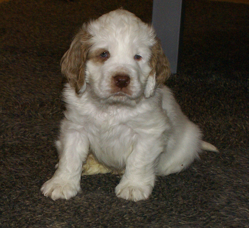 SpiceTwiceAngelo_6weeks_j