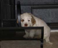 SpiceTwiceAngelo_6weeks_g