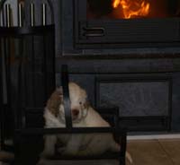 SpiceTwiceAngelo_6weeks_h