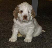 SpiceTwiceAngelo_6weeks_j