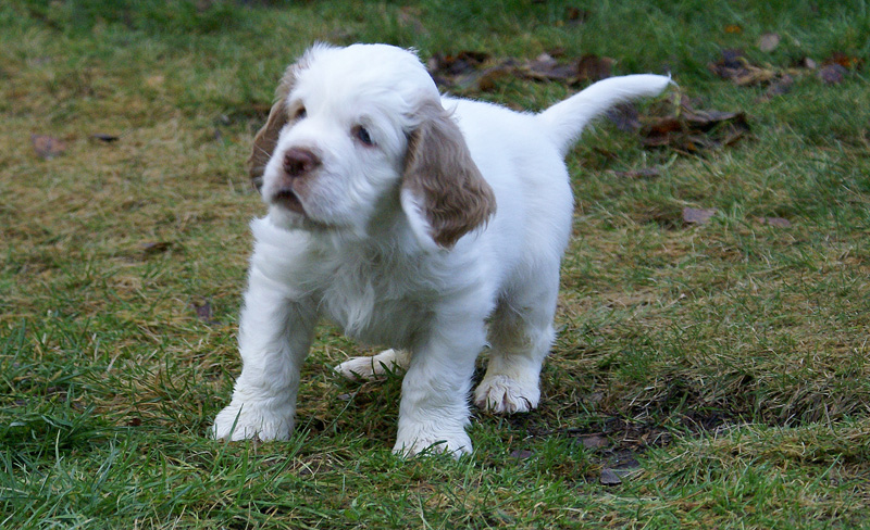 SpiceTwiceAngelo_7weeks_c