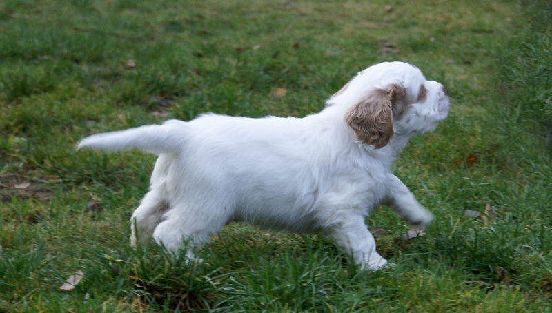 SpiceTwiceAngelo_7weeks_d