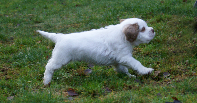 SpiceTwiceAngelo_7weeks_e