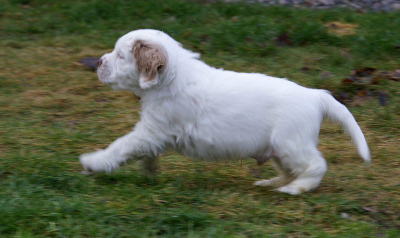 SpiceTwiceAngelo_7weeks_f