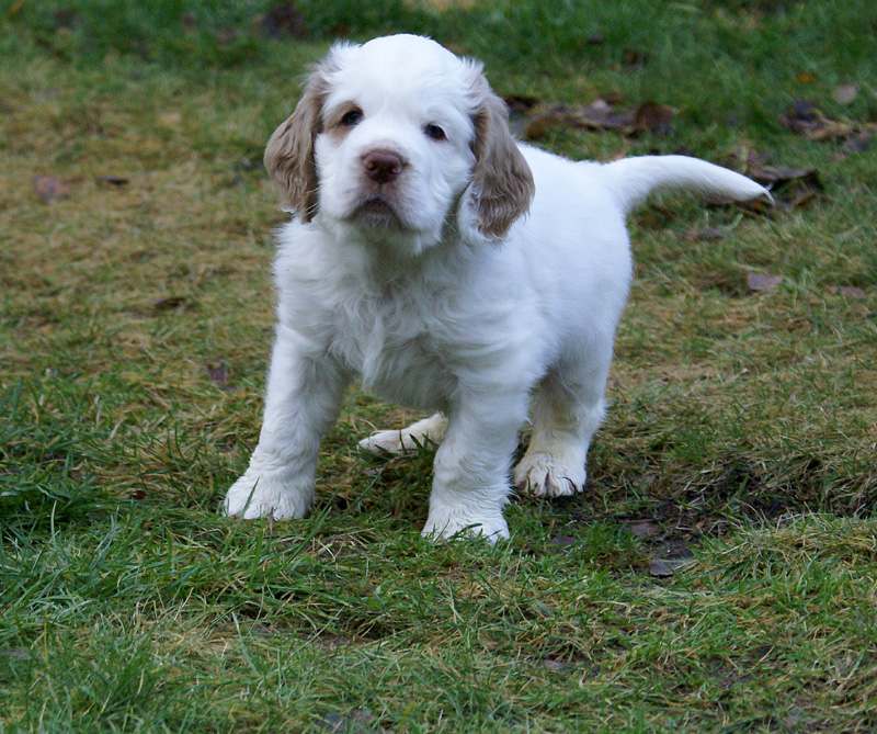 SpiceTwiceAngelo_7weeks_g